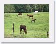 Arenal - 86 * Horses at Rancho Arenal Paraiso * Horses at Rancho Arenal Paraiso